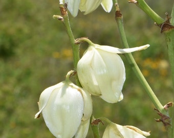 Yucca louisianensis 30 Seeds Gulf Coast Yucca