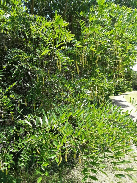 Eves Necklace (Styphnolobium affine) — All Plants Considered Botanical Blog  and Plant Exploration