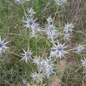 Eryngium hookeri 30 Seeds Hooker's Eryngo image 2