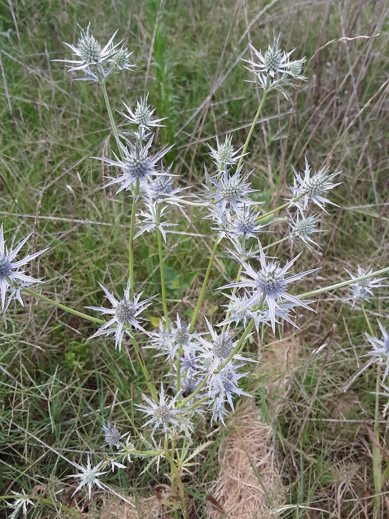 Eryngium hookeri 30 Seeds Hooker's Eryngo image 2