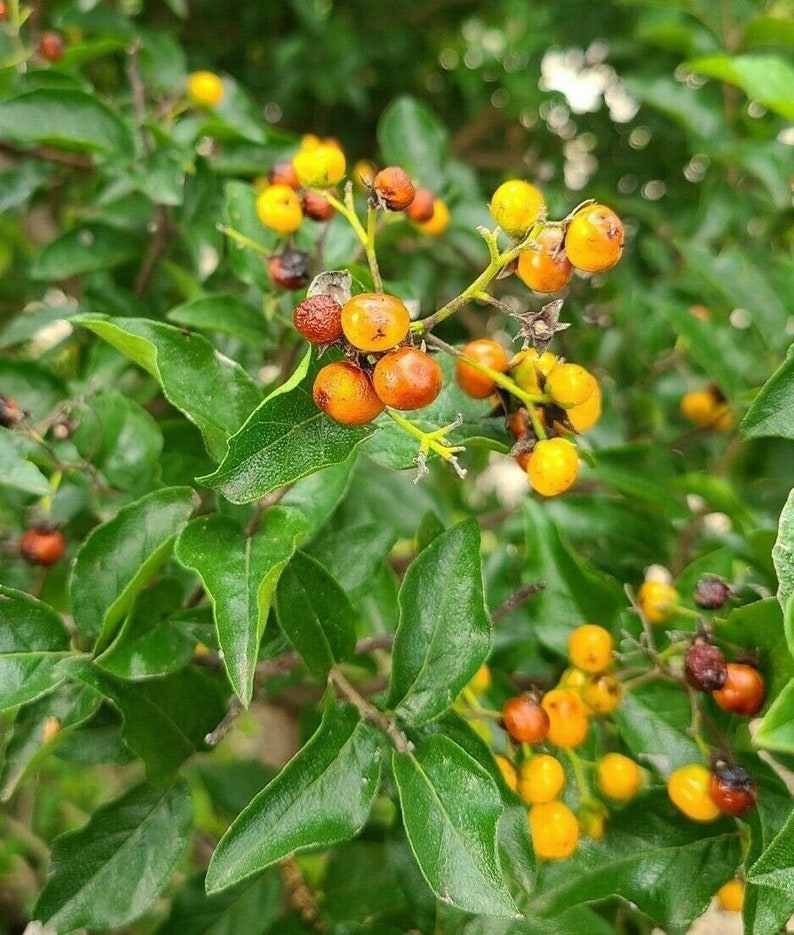 Ehretia anacua 25 Seeds Anacua Knockaway Sandpaper Tree image 1