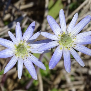 Tenpetal Anemone 45 Seeds Anemone berlandieri 2025
