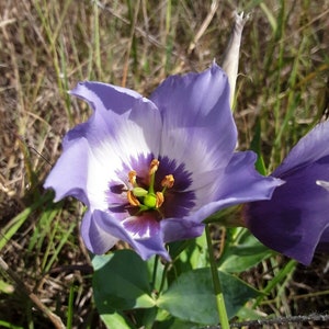 Texas Bluebell Eustoma grandiflorum russellianum 100 Seeds Native image 2