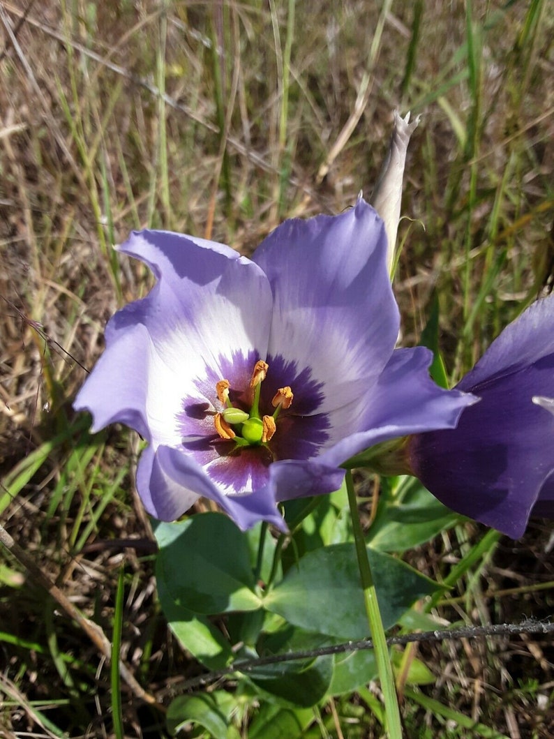 Texas Bluebell Eustoma grandiflorum russellianum 100 Seeds Native image 2