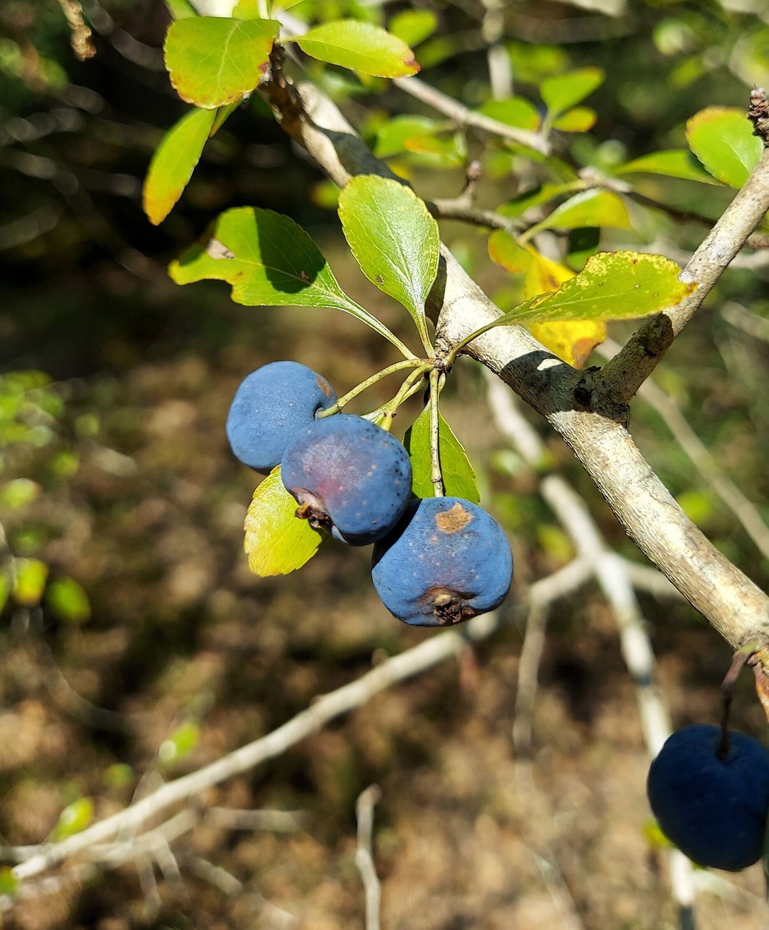 Blueberry Hawthorn Seeds – Crataegus Brachyacantha, 10+ Seeds, Free Shipping