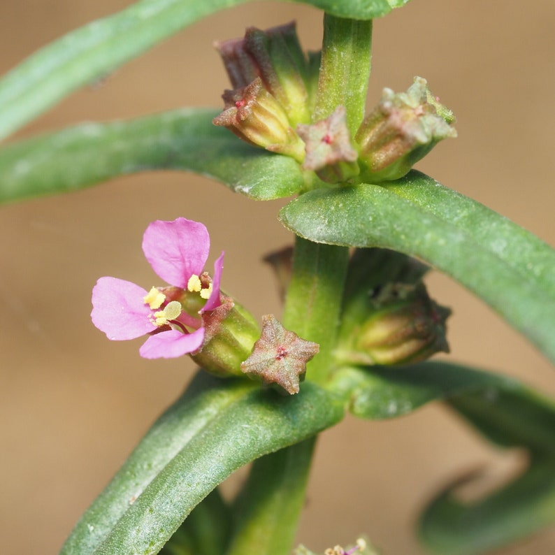 Ammannia coccinea 100 Seeds Scarlet Toothcup 2023 image 1