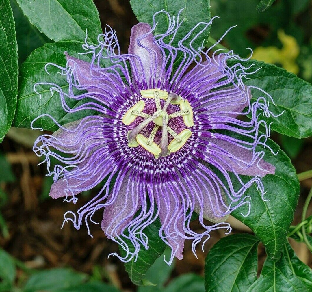 Incense Passion Vine Flower 15 Seeds Passiflora Incarnata X Cincinnata