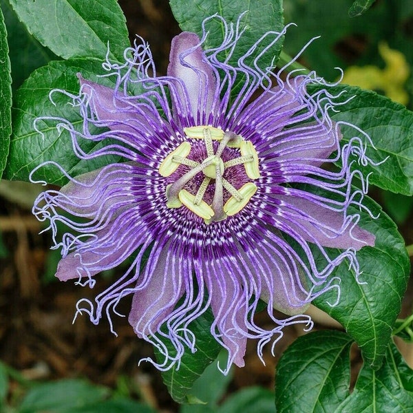 Incense Passion Vine Flower 15 Seeds Passiflora incarnata x cincinnata Dark Purple Flower!