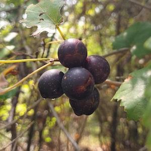 Vitis rotundifolia Muscadine Grape 25 Seeds 2025