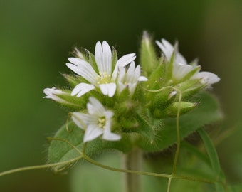 Cerastium glomeratum 35 Seeds Sticky Mouse-ear Chickweed 2023