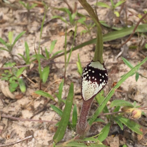 Swanflower 5 Seeds 2023 (Aristolochia erecta)