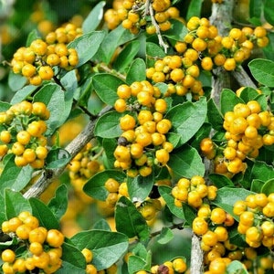 Ehretia anacua 25 Seeds Anacua Knockaway Sandpaper Tree image 2