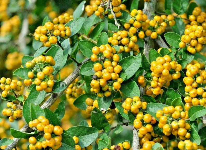 Ehretia anacua 25 Seeds Anacua Knockaway Sandpaper Tree image 2