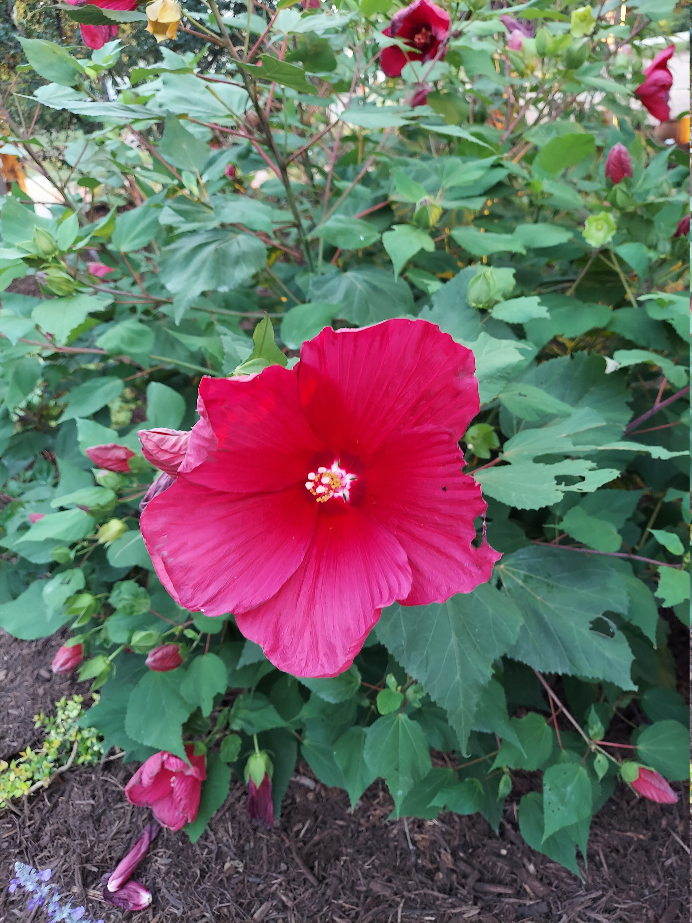 Hibiscus 'Moy Grande' 10 Seeds Largest Hibiscus Flower Etsy