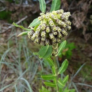 Asclepias viridiflora Seeds Green Comet Wand Milkweed 2023 BUY One Get One Free image 2