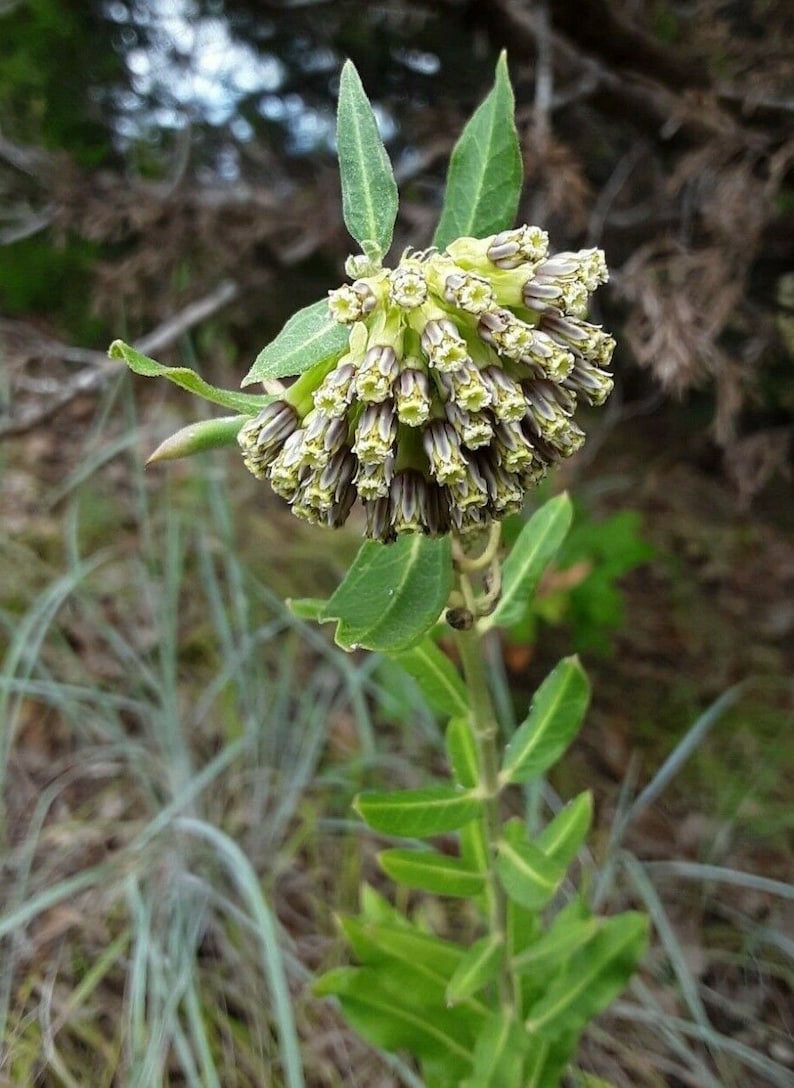 Asclepias viridiflora Seeds Green Comet Wand Milkweed 2023 BUY One Get One Free image 2