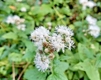 Conoclinium coelestinum 'Album' Alba White Mistflower 100 Seeds Rare color form