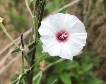 Convolvulus equitans 15 Seeds Texas Bindweed Non-invasive Native