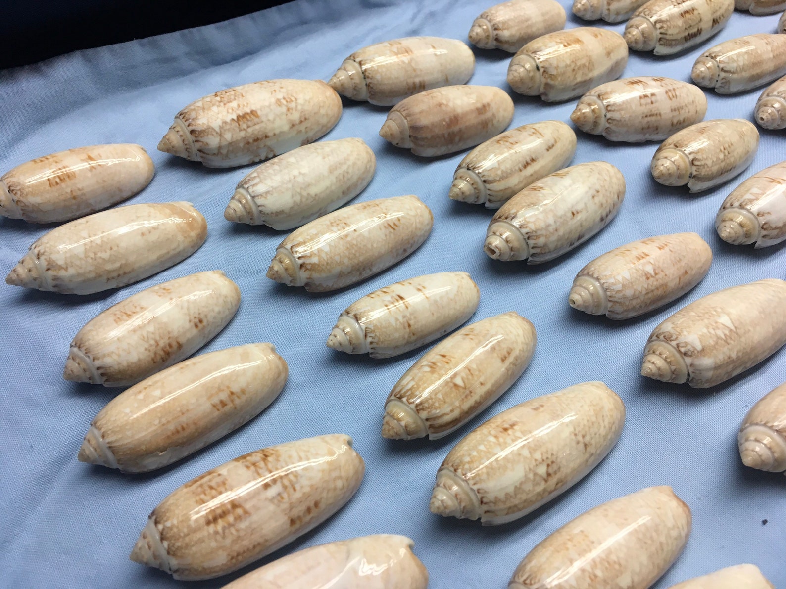 60 Olive Shells Hand Collected Florida Beaches Over 2 Pounds Etsy