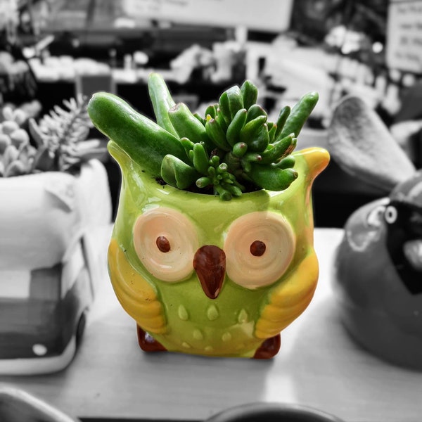 Ceramic Owl Planter, Green & Yellow, with LIVE Succulents or Empty Pot, Mini Garden