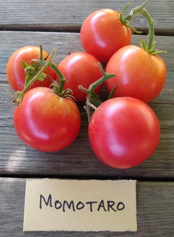 Japan S 1 Tomato Seeds Momotaro 21 Etsy