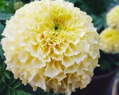 Eskimo Marigold Seeds