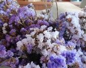 Seeker Pastel Blue Statice Seeds