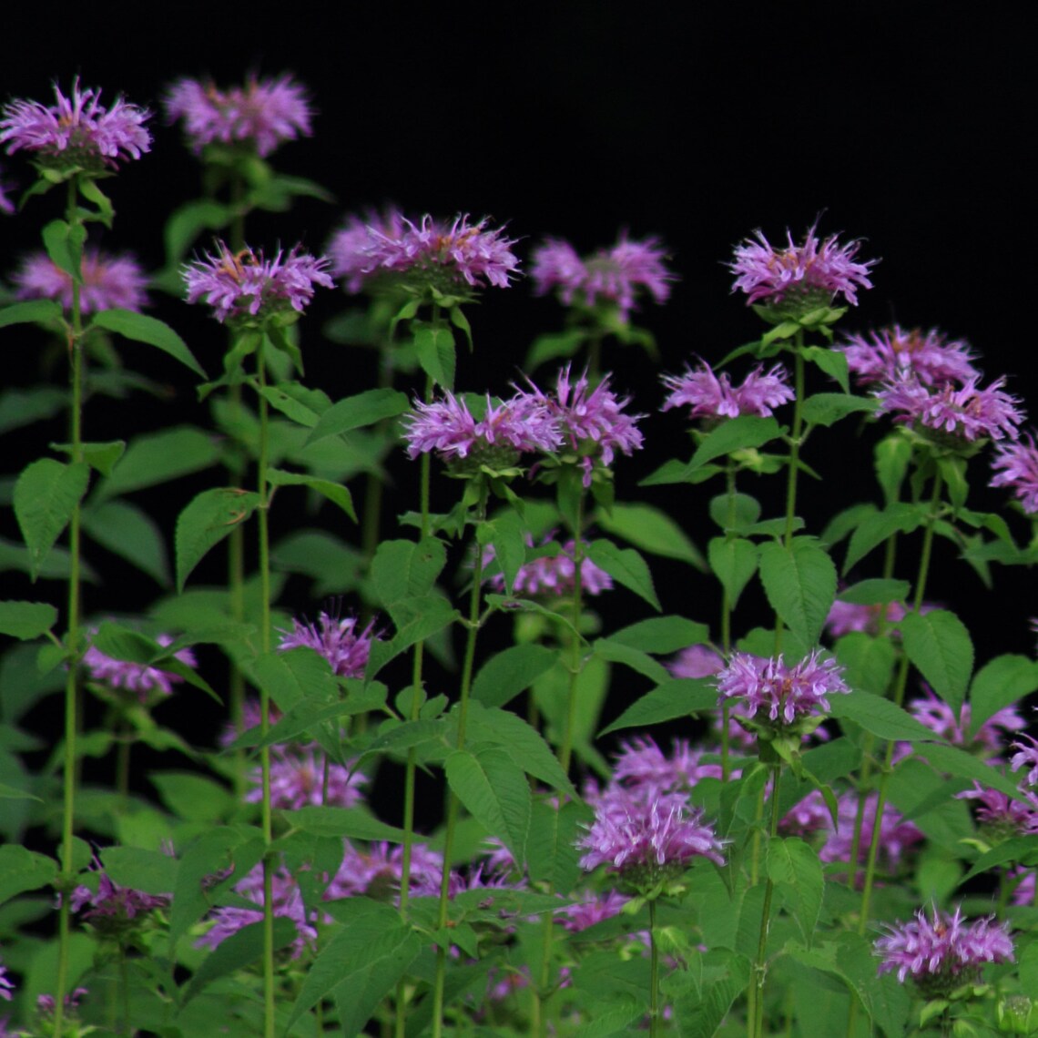 500 Lemon Mint Bee Balm Seeds Etsy