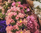 Rose Shades Statice