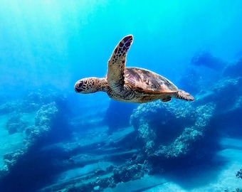 Hawaiian Sea Turtle Fine Art Photo Print