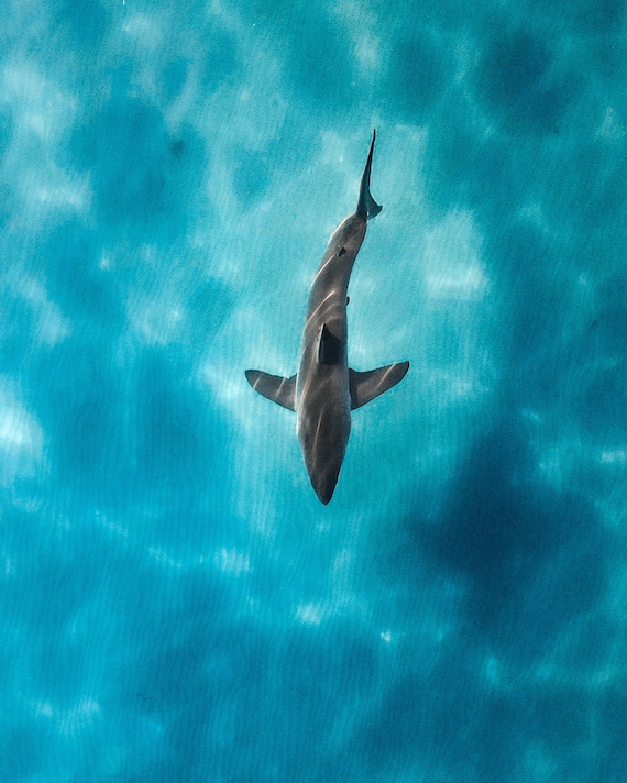 Great White Shark Aerial Photography Print Etsy