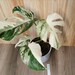 Variegated Monstera Albo Borsigiana - US Seller - Free Shipping 
