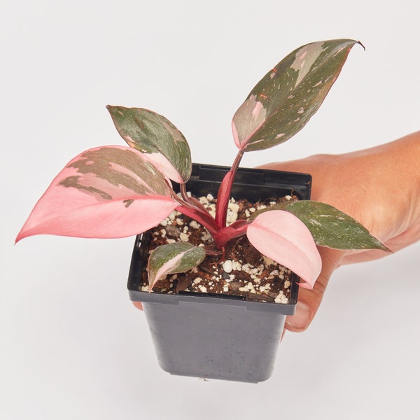 Philodendron Marble Pink Princess Starter Plant+