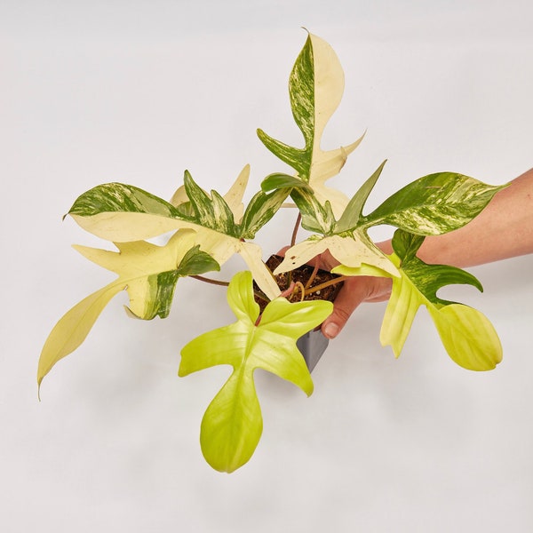 Philodendron Florida Beauty Starter Plant+ | US Rare Plant Seller | Free Shipping | Safe Arrival Guaranteed