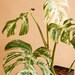 Monstera Albo rooted base nodes - (US Seller Free Shipping) 