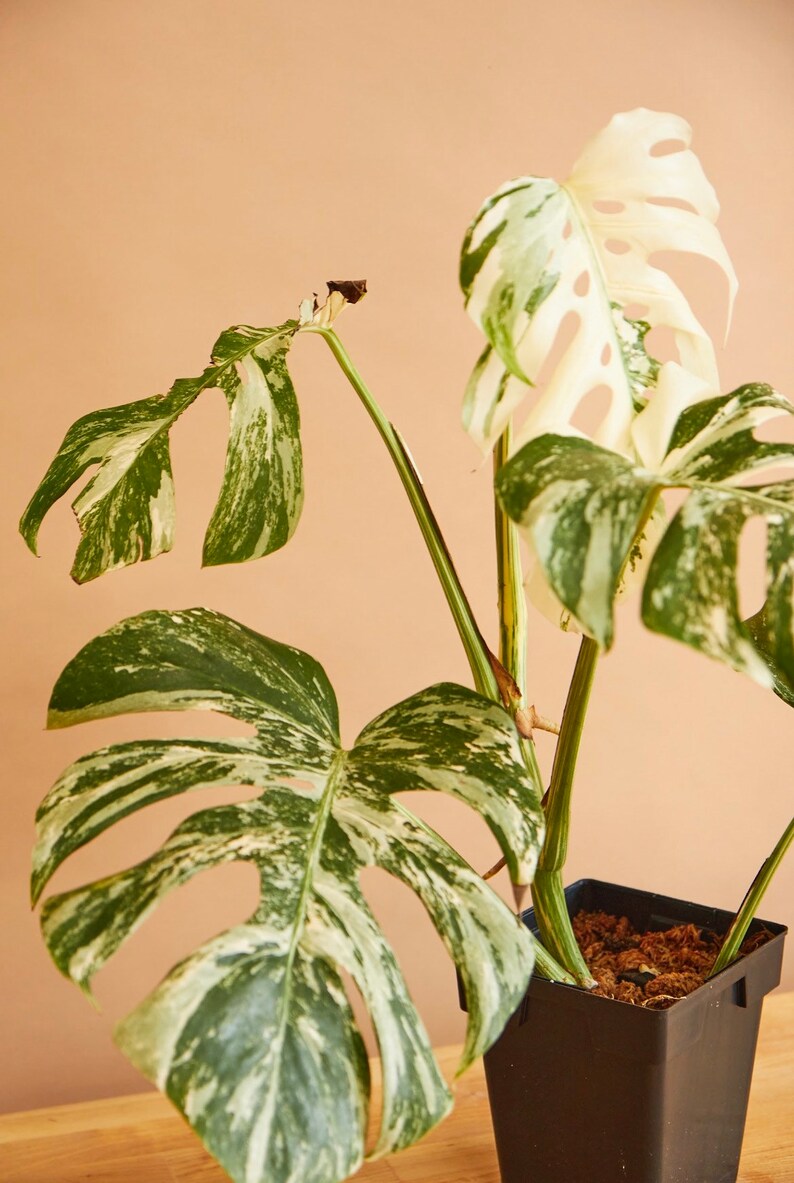 Monstera Albo rooted base nodes - (US Seller Free Shipping) 