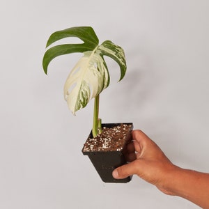 Variegated Monstera Albo Cutting **ROOTED & SPROUTED !!