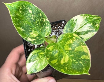 Philodendron Green Congo "Hybrid" Starter+