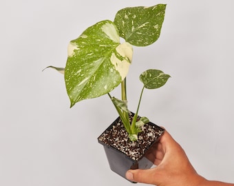 Premium Monstera Thai Constellation Seedling (US Seller)