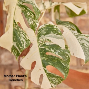 Monstera Albo Node Rooted | Variegated Monstera Albo Rooted Node | Rooted Monstera Plant | Rare Plants | Houseplants | Plant Gifts