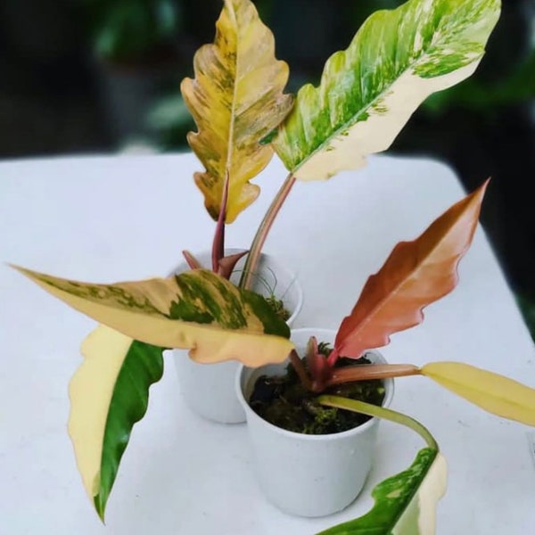 Philodendron "Caramel Marble" Tissue Culture