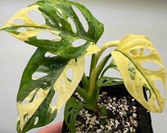 Variegated Monstera Adansonii