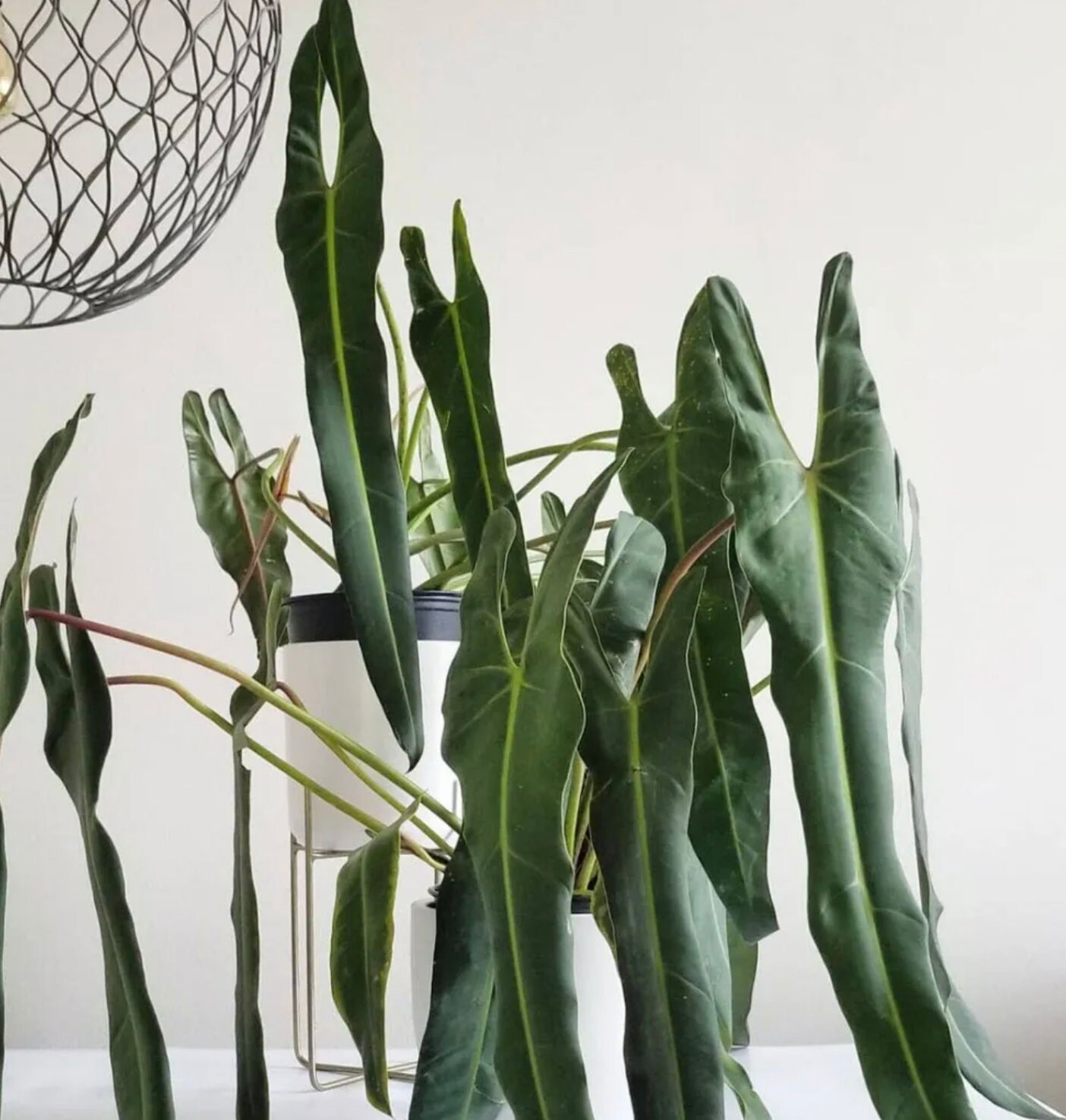 Philodendron “Spiritus sancti” スピリタスサンクチ Philodendron 'Spiritus Sancti' For Sale – Logee's Plants