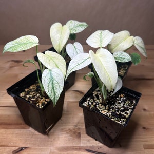 Monstera “Mint” Starter Plant