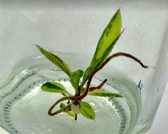 Philodendron Caramel Marble Tissue Culture