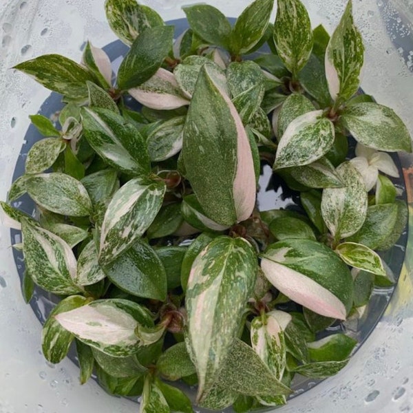 Philodendron Marble Pink Princess - Tissue Culture Packs