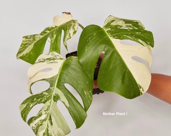 Monstera Albo Starter Plants *4" Pot !! Pick Your Exact Plant :) Fast & Free US Shipping