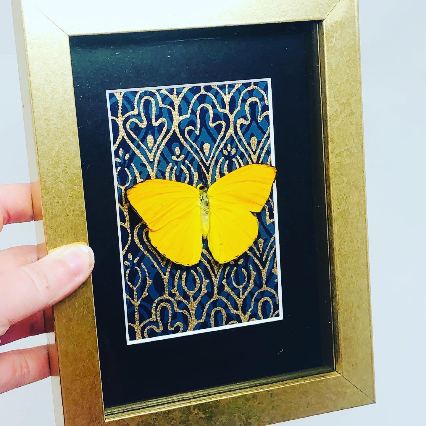 Framed butterfly butterfly art butterfly taxidermy real Etsy