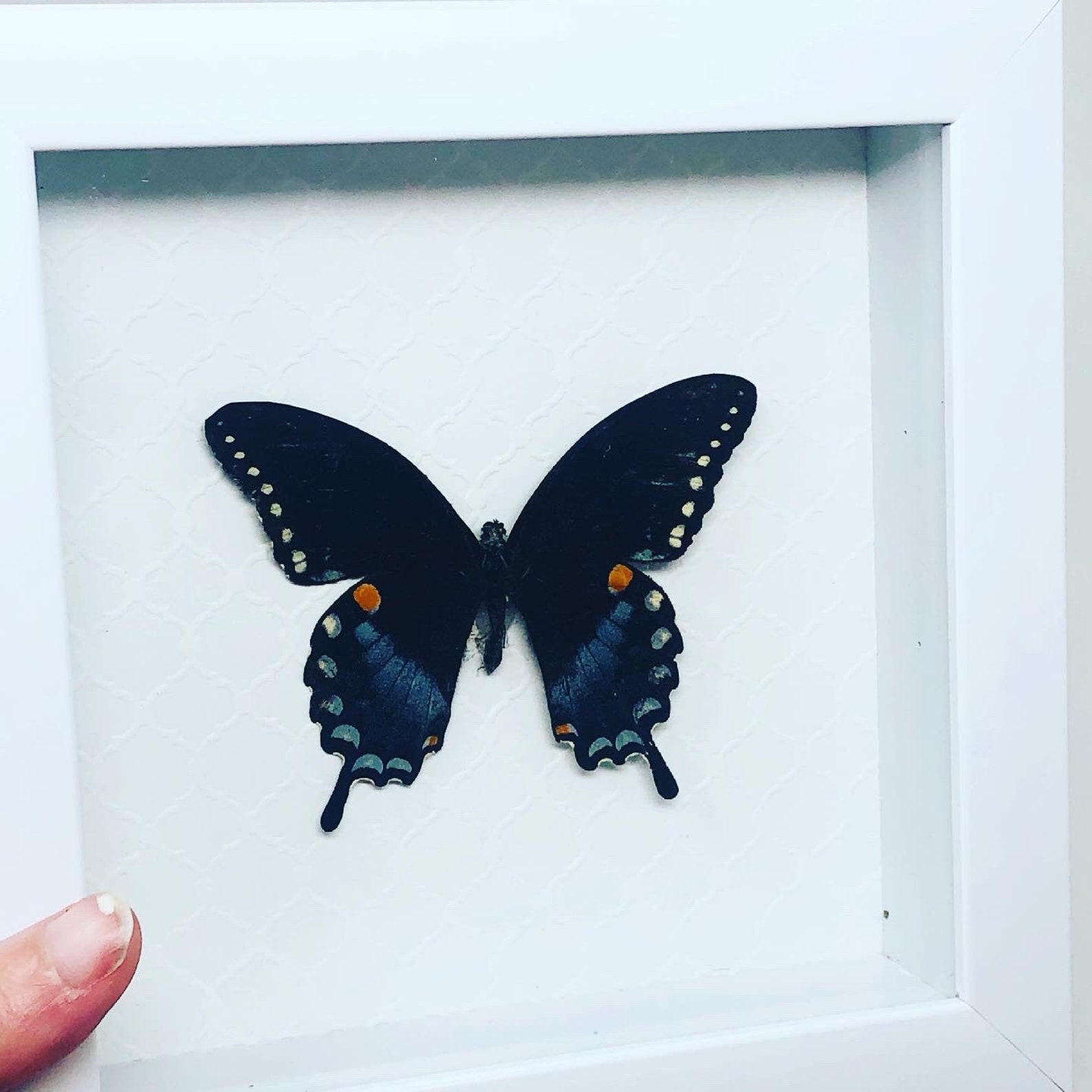 Framed butterfly butterfly art butterfly taxidermy real Etsy