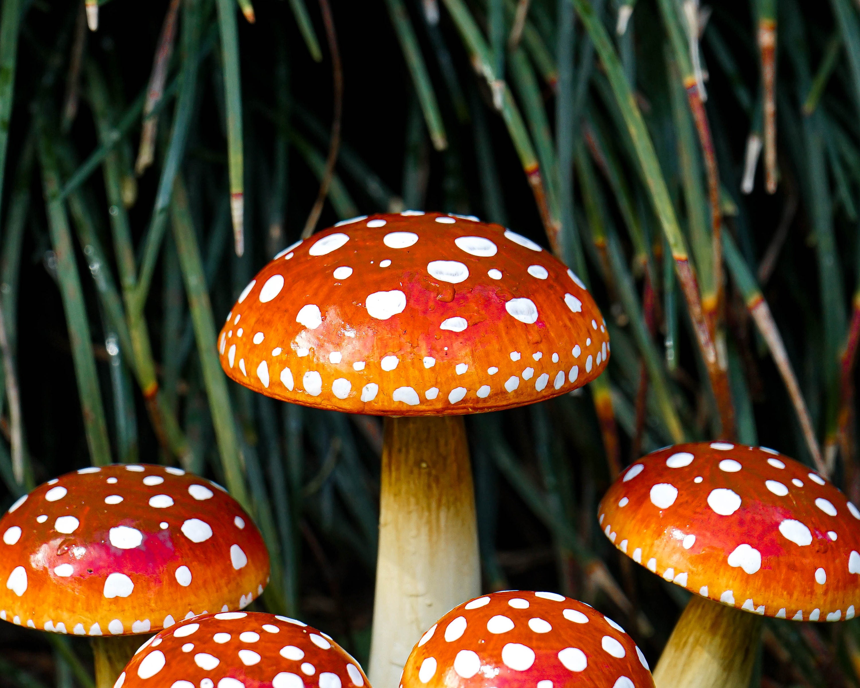 Wooden Fairy Garden Mushroom Set, Red With White Dots Wooden Fairy Garden Mushroom Set, Red With White Dots